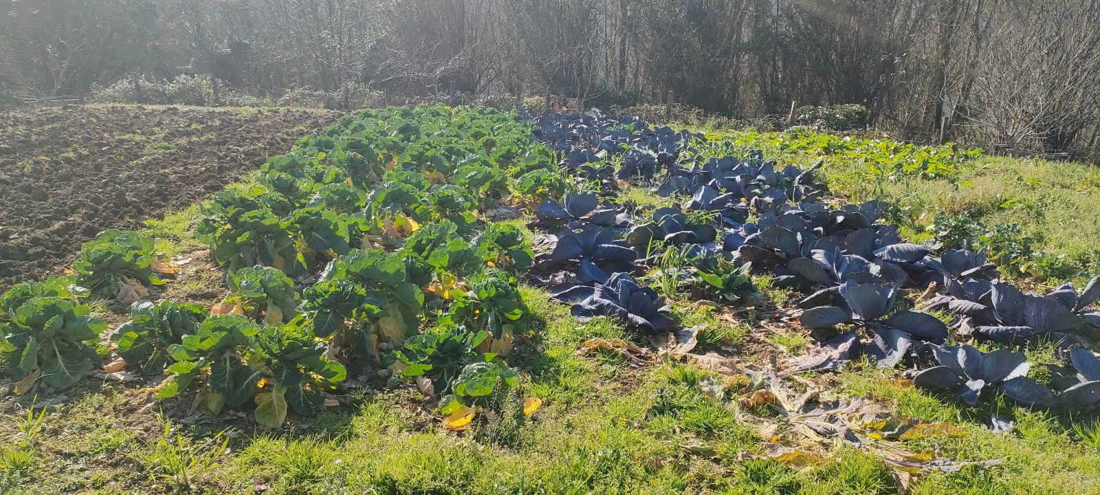 smart farming